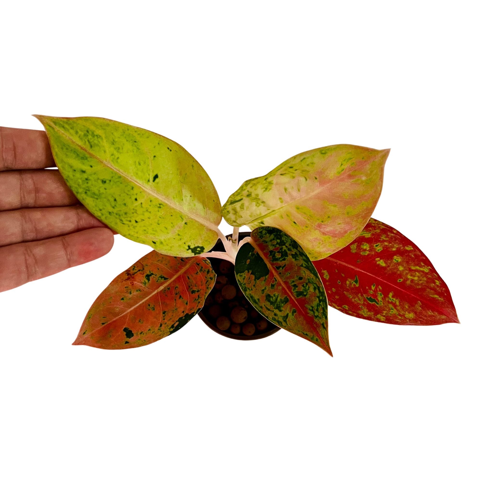 Aglaonema Heng Heng in 4" pot