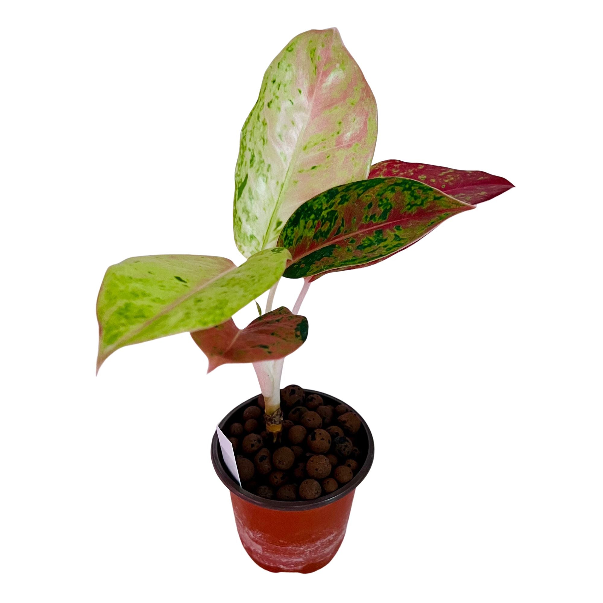 Aglaonema Heng Heng in 4" pot