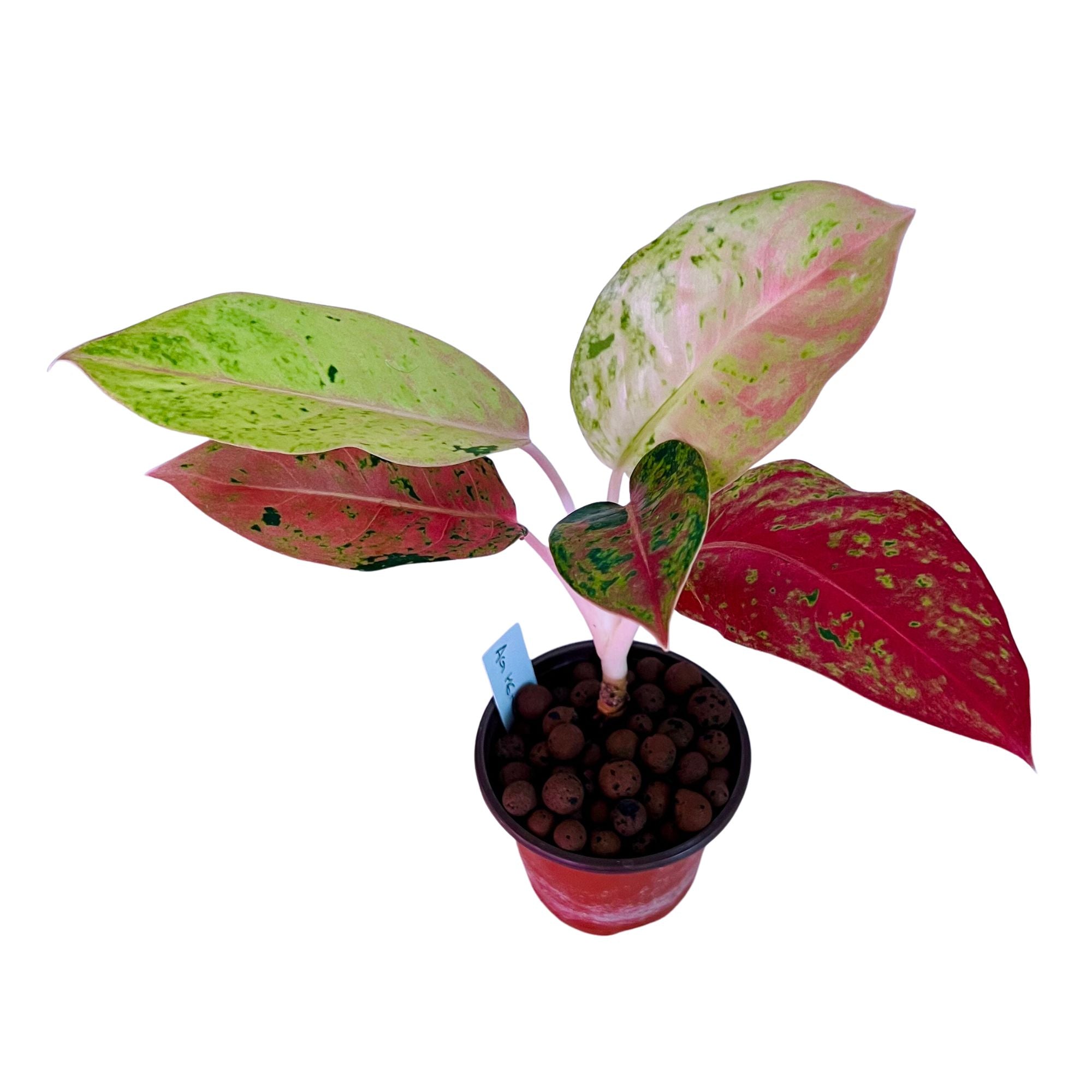 Aglaonema Heng Heng in 4" pot