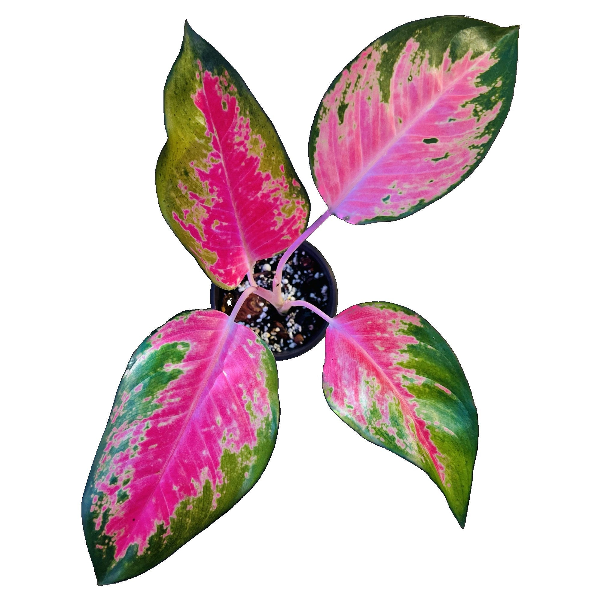 Aglaonema Kochin Pink in 4" pot