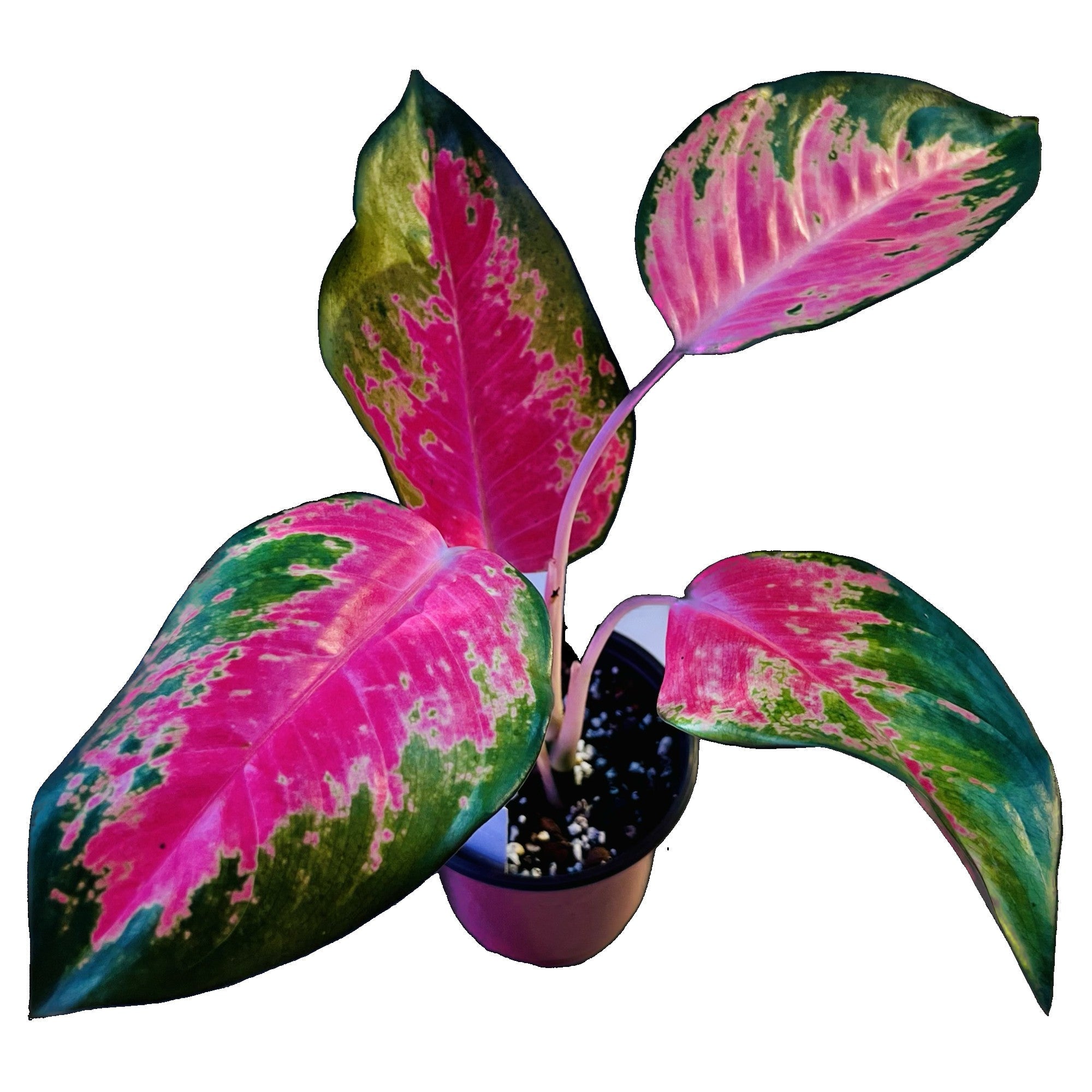 Aglaonema Kochin Pink in 4" pot