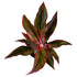 Aglaonema Siam Aurora in 6" pot