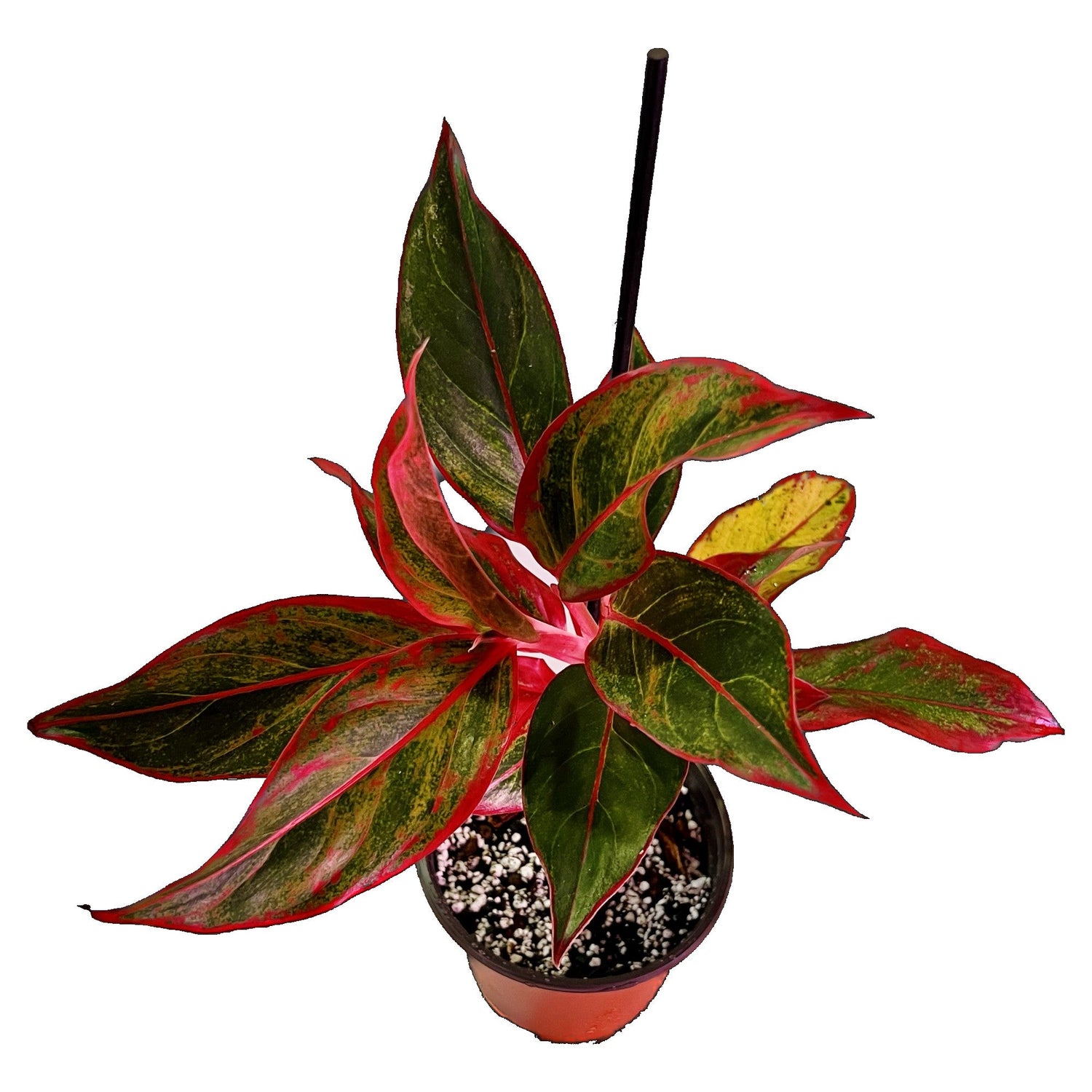 Aglaonema Siam Aurora in 6" pot