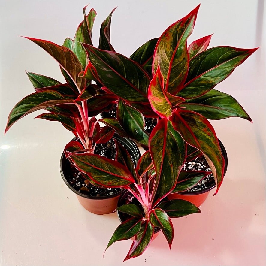 Aglaonema Siam Aurora in 6" pot