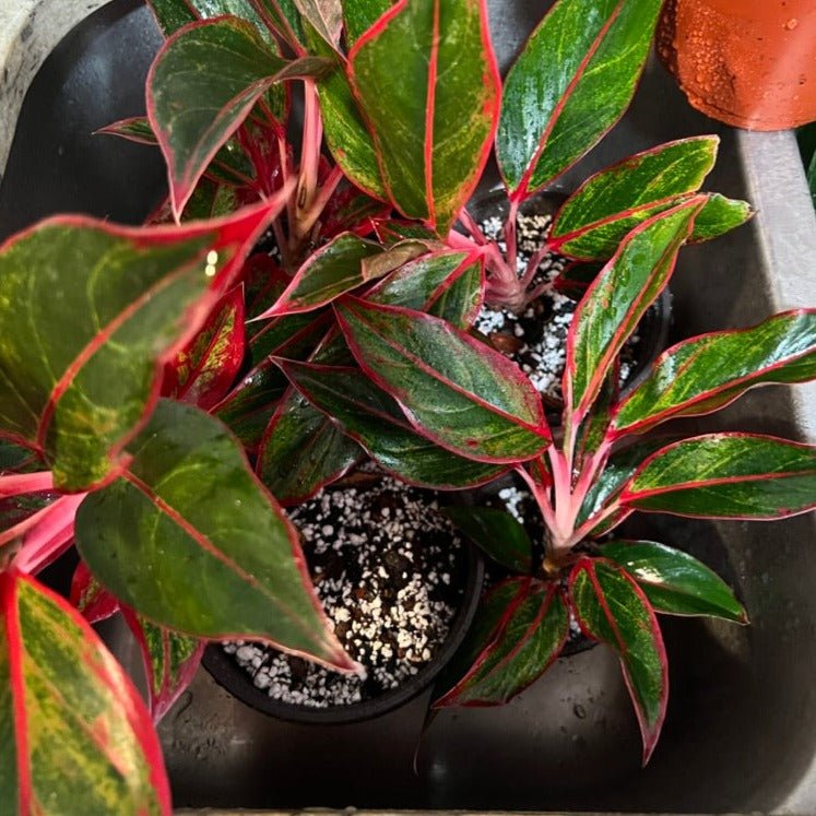 Aglaonema Siam Aurora in 6" pot