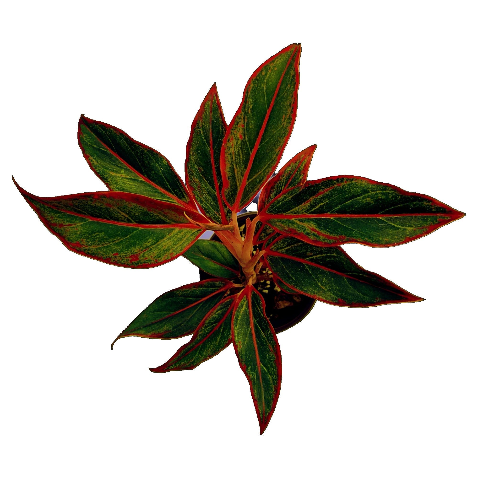 Aglaonema Siam Aurora in 4" pot