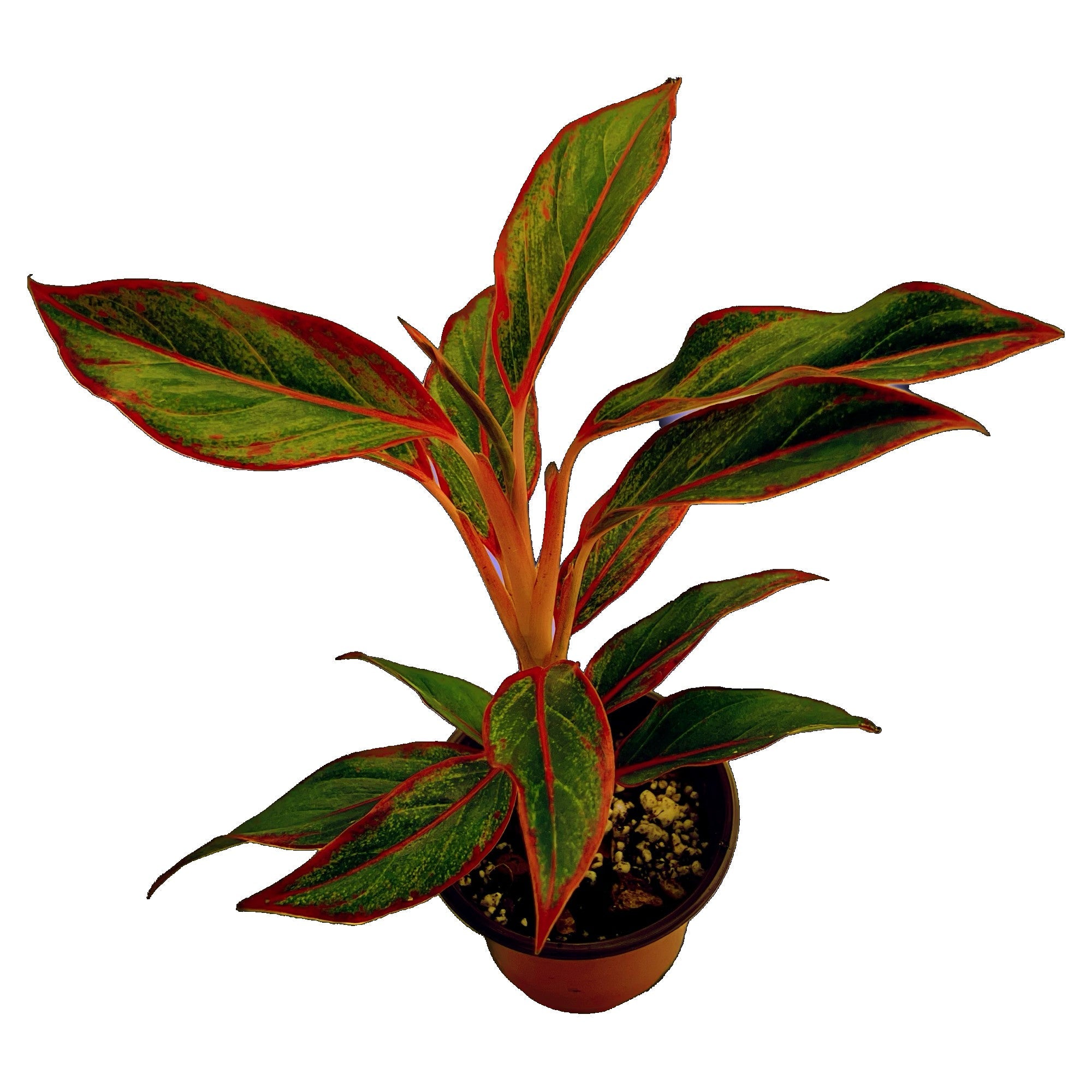 Aglaonema Siam Aurora in 4" pot