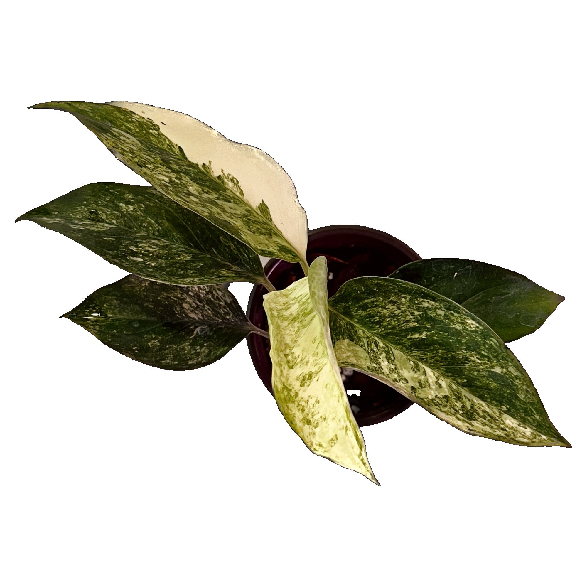 Aglaonema Siam Jade in 4" pot