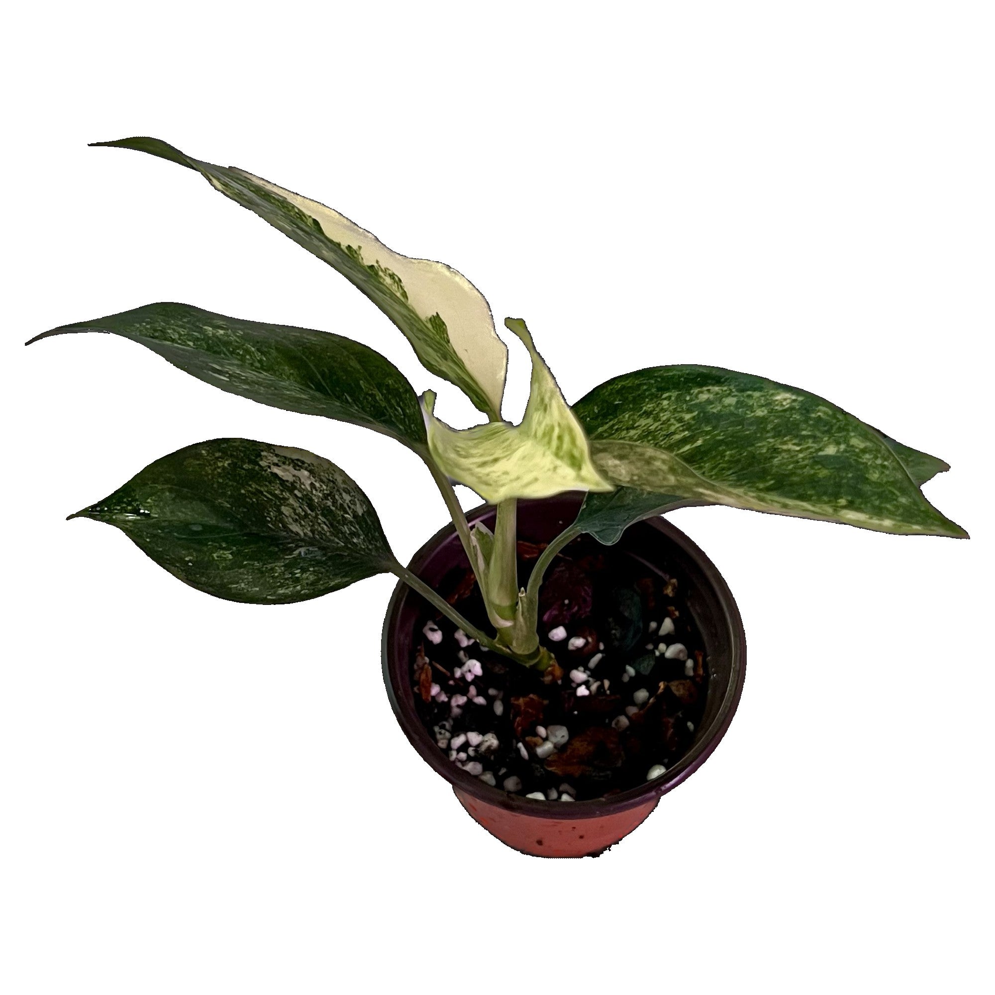 Aglaonema Siam Jade in 4" pot