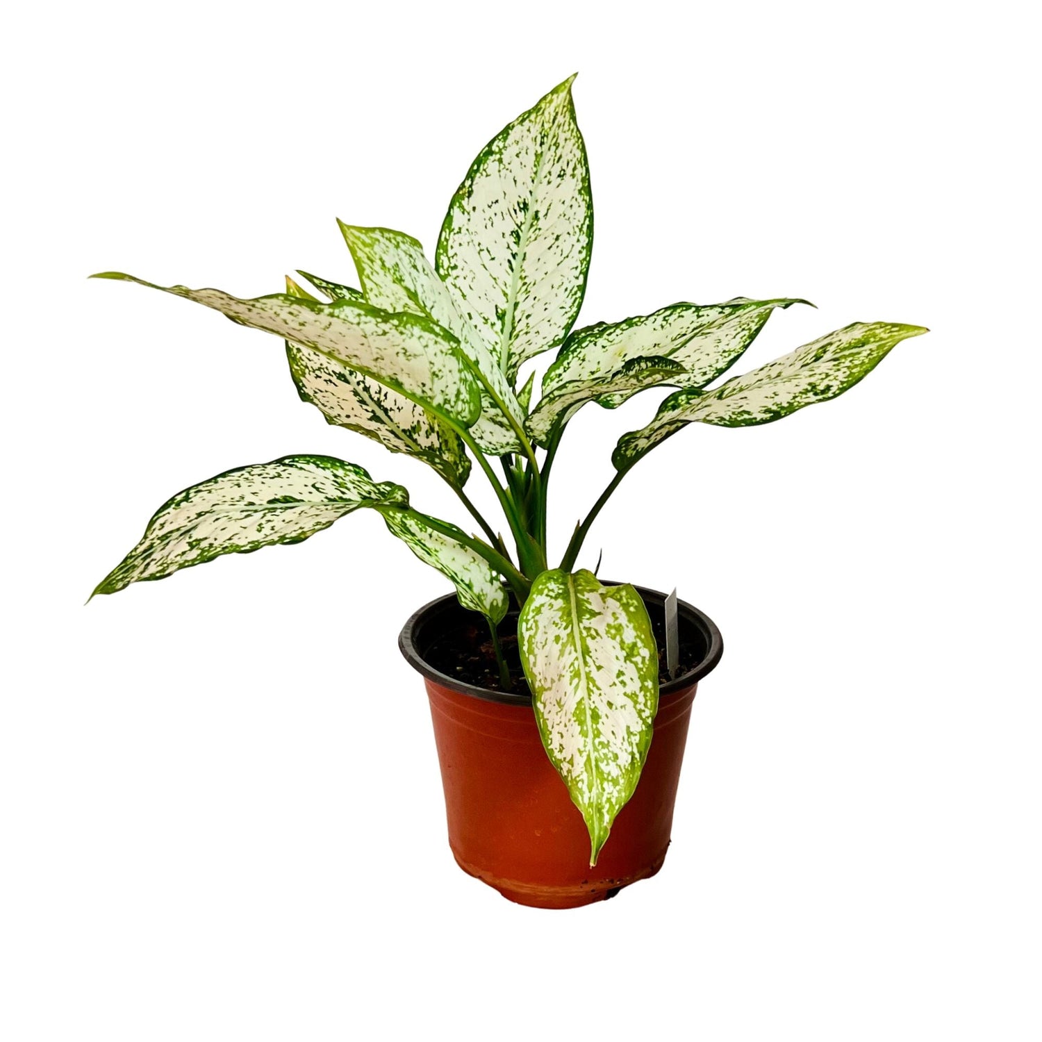Aglaonema Snow White in 6" pot