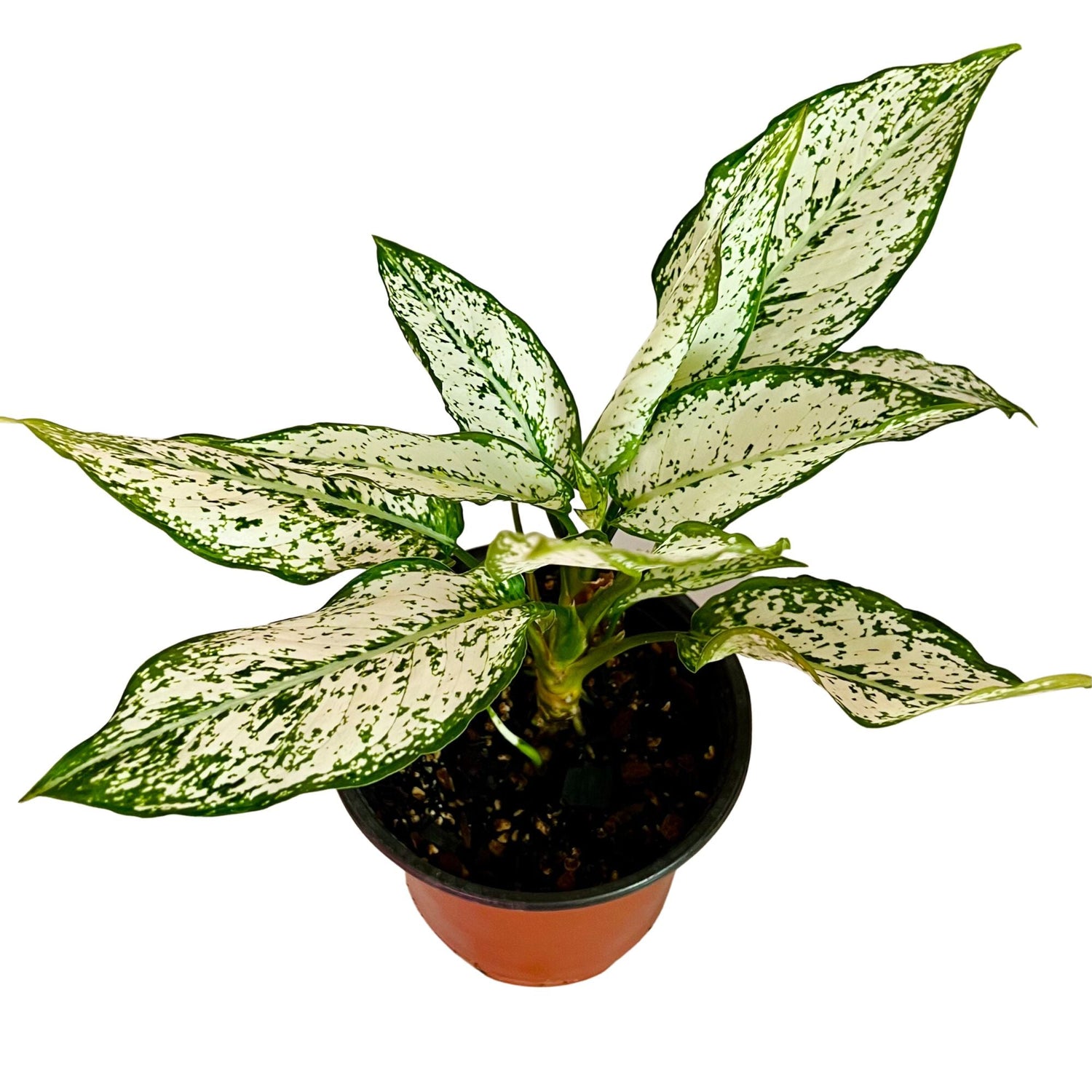 Aglaonema Snow White in 6" pot