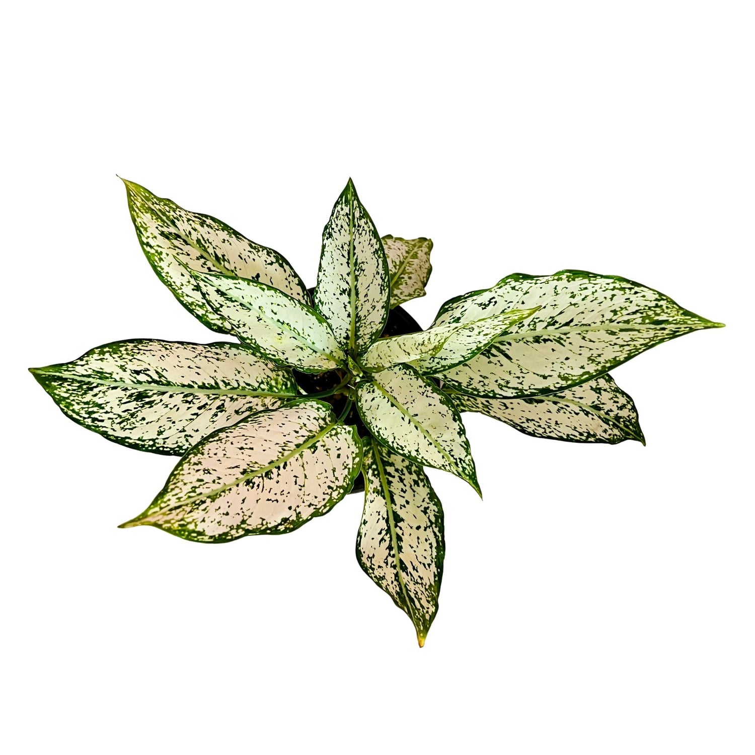 Aglaonema Snow White in 6" pot