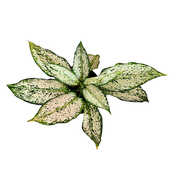 Aglaonema Snow White - Medium Aglaonema Snow White - Medium
