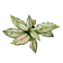 Aglaonema Snow White in 6" pot