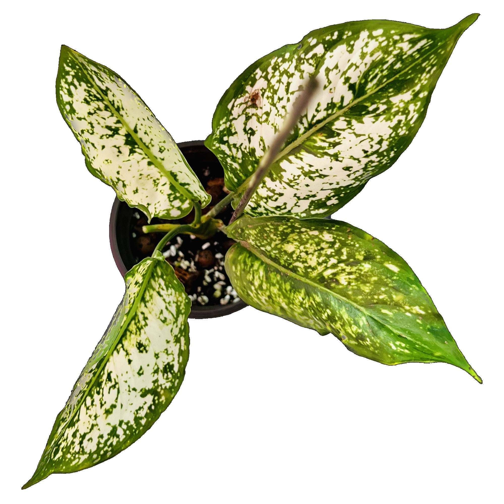 Aglaonema Snow White in 4" pot