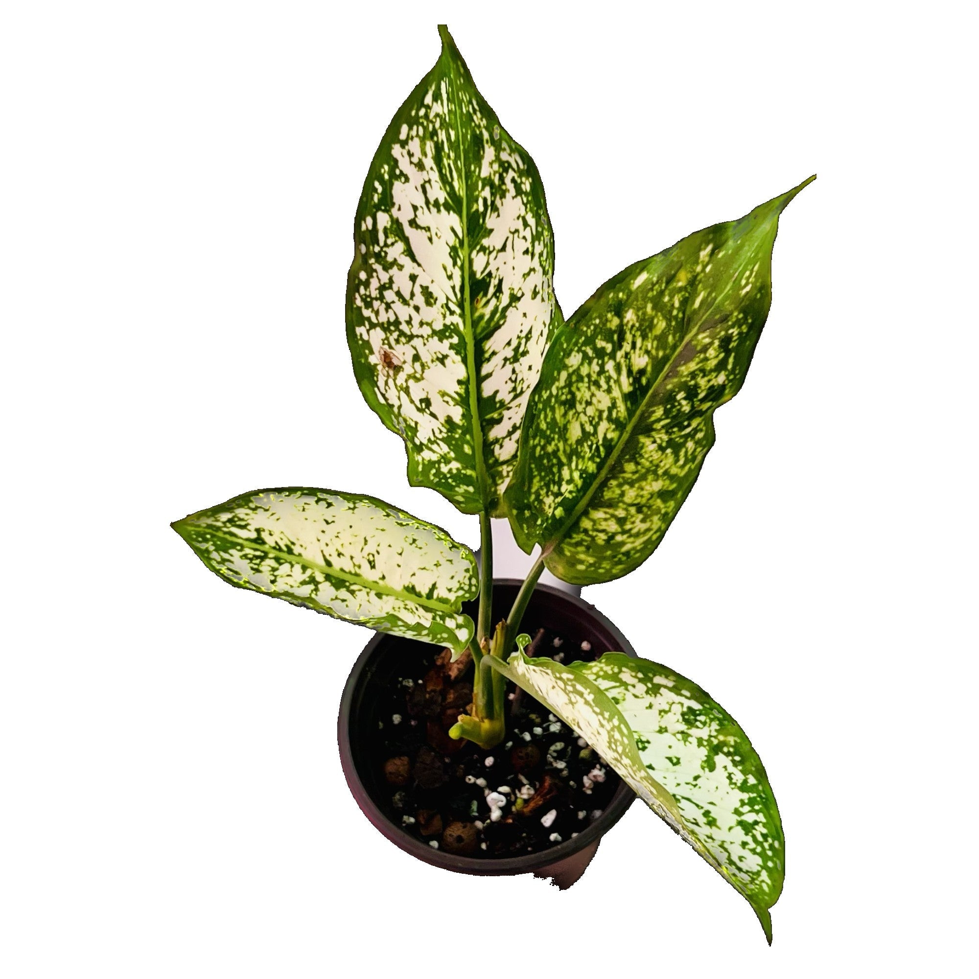 Aglaonema Snow White in 4" pot