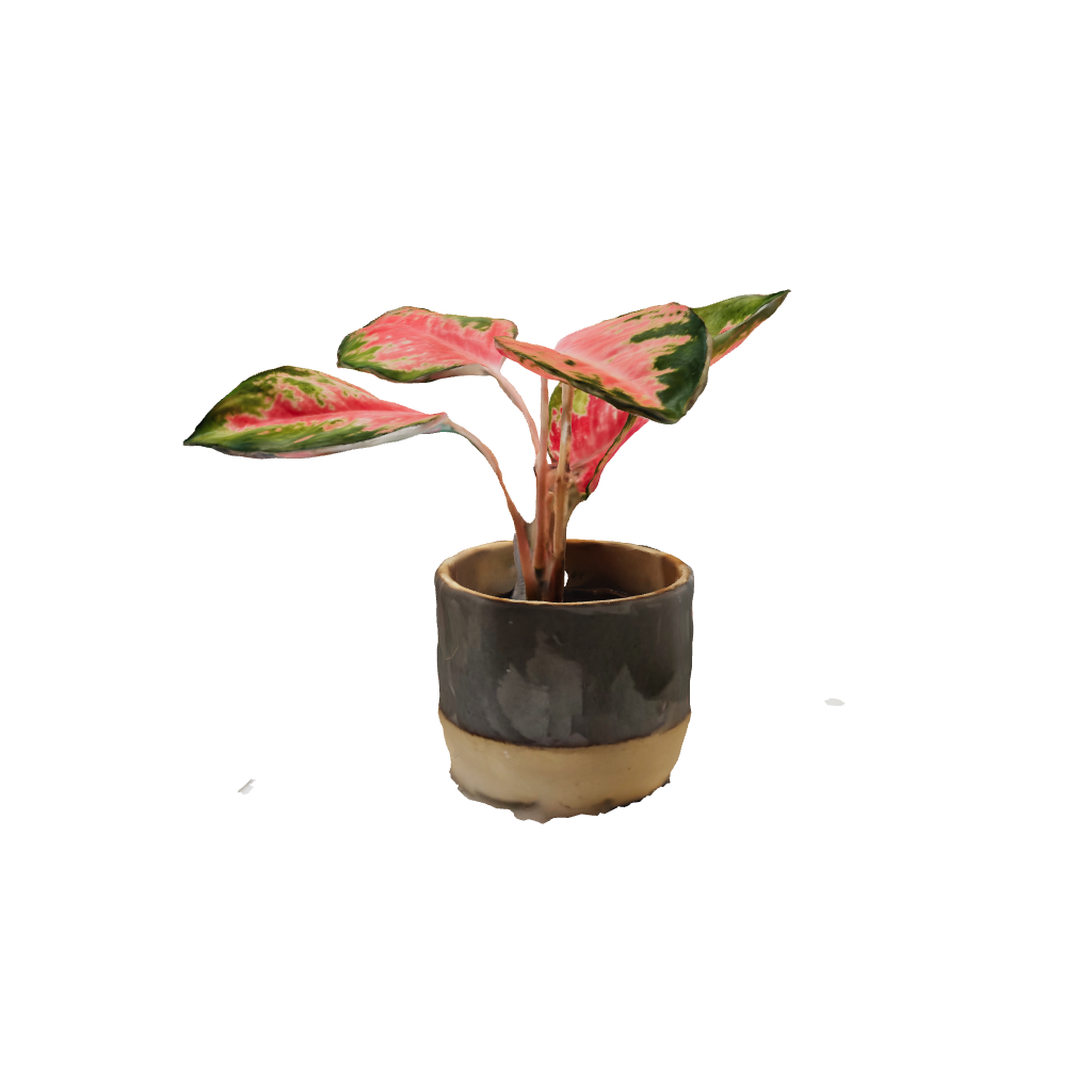 Aglaonema Kochin Pink 3d Model