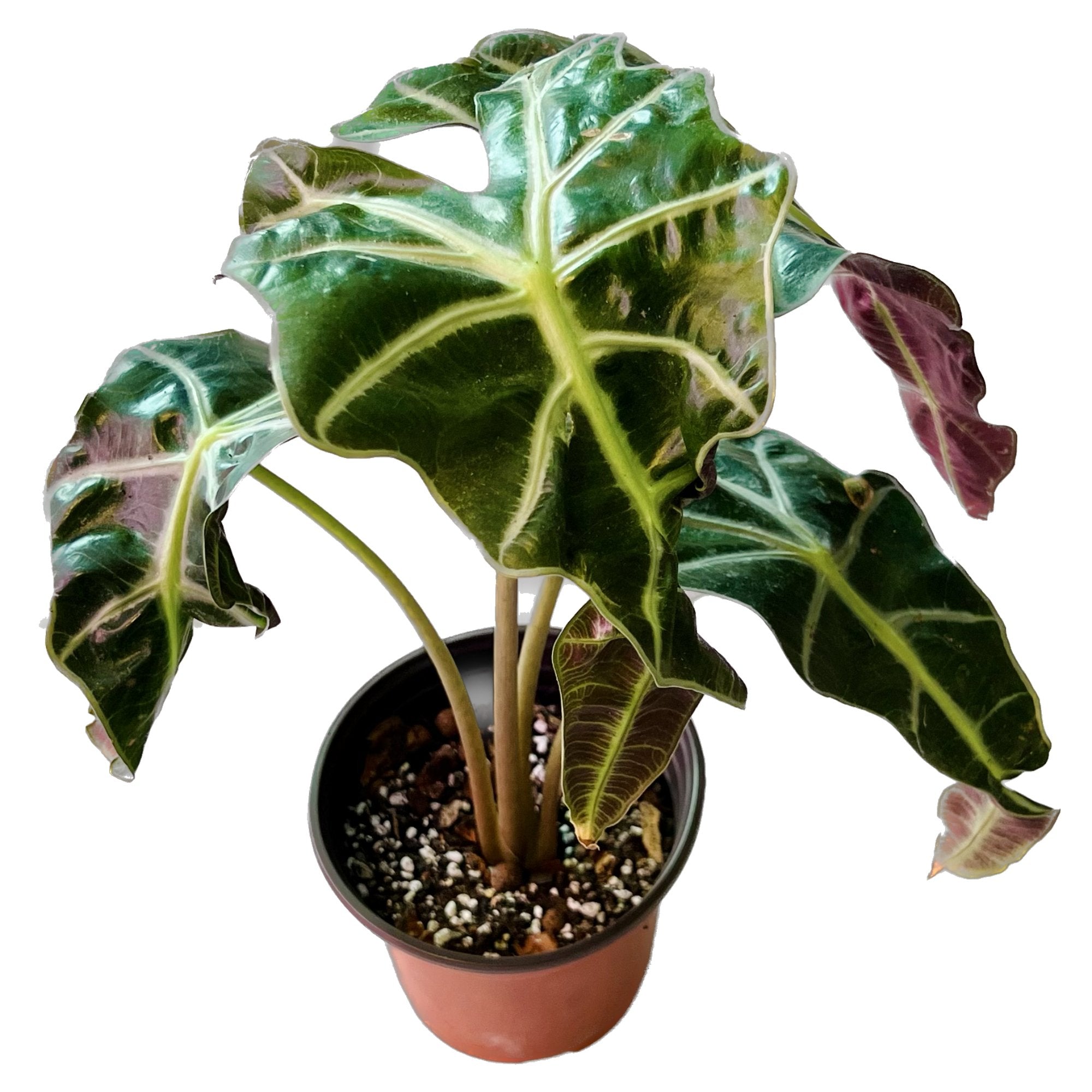 Alocasia Amazonica in 6" pot