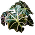 Alocasia Amazonica in 6" pot