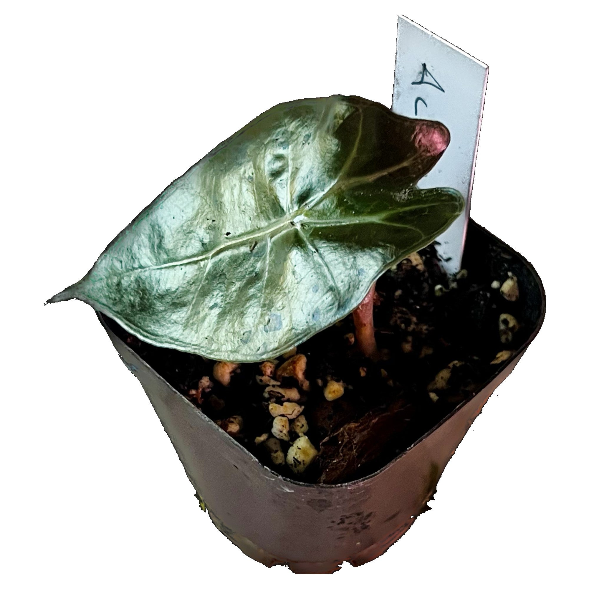 Alocasia Amazonica in 2" pot