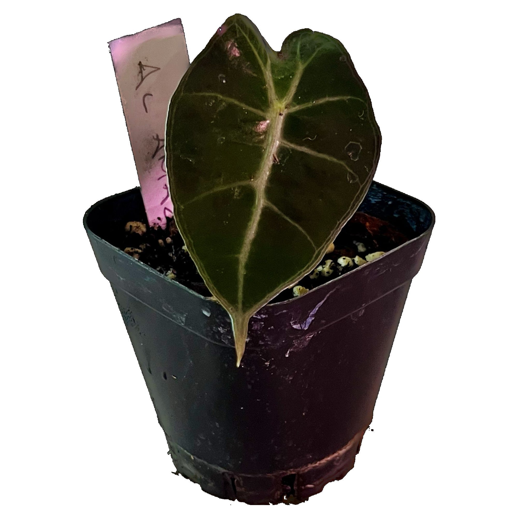 Alocasia Amazonica in 2" pot