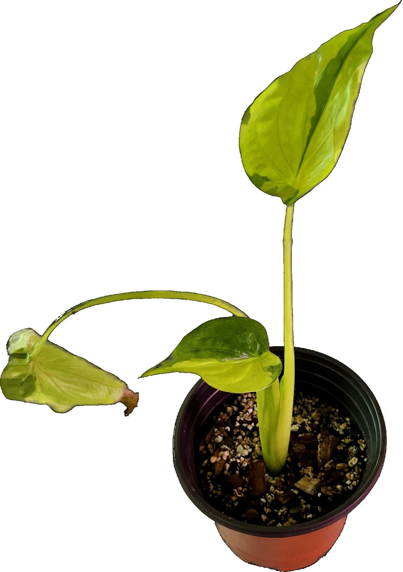 Alocasia Cucullata Variegated in 4" pot