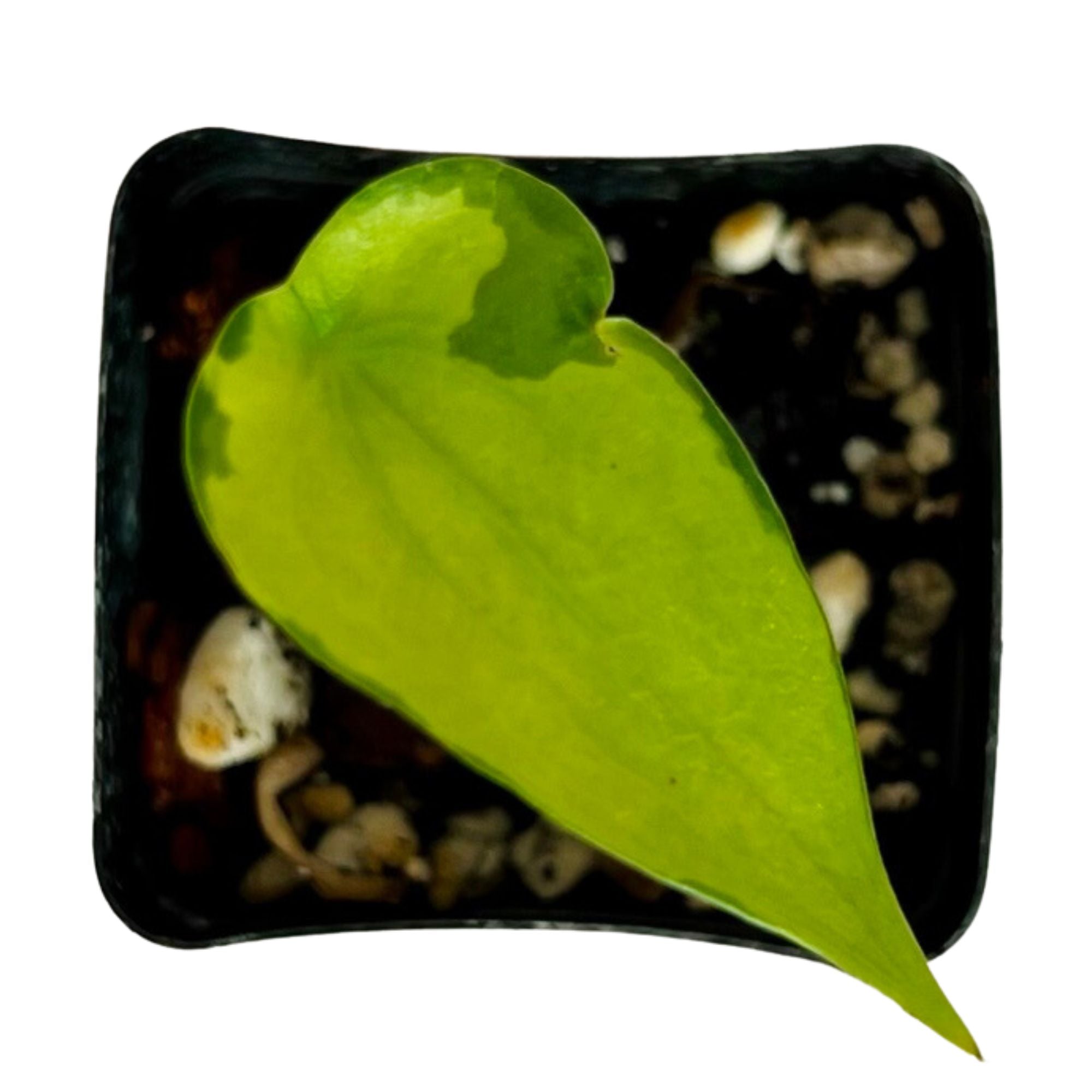 Alocasia Cucullata Variegated in 2" pot