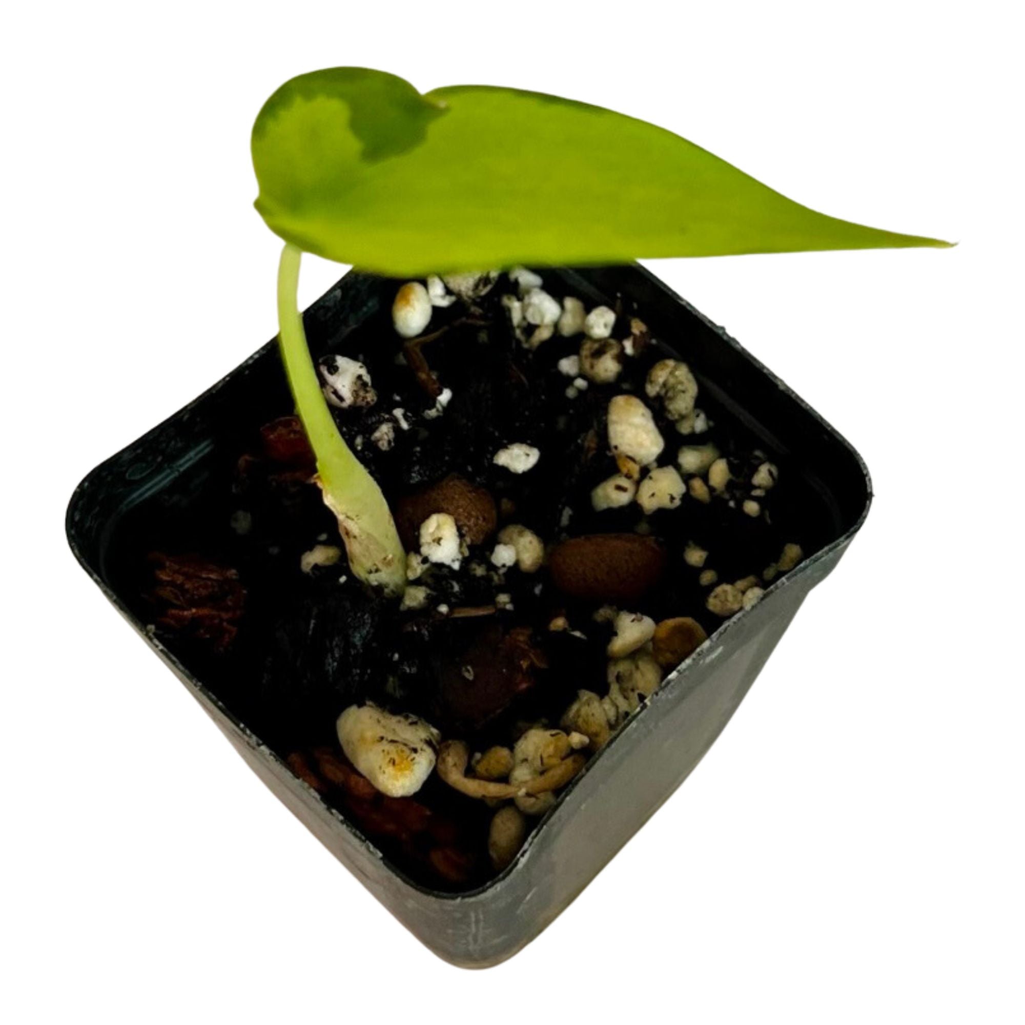 Alocasia Cucullata Variegated in 2" pot