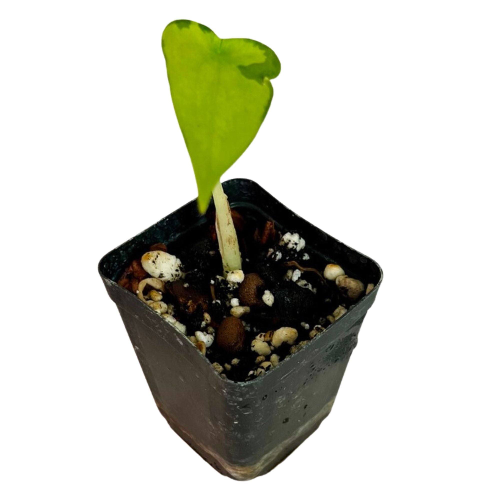 Alocasia Cucullata Variegated in 2" pot