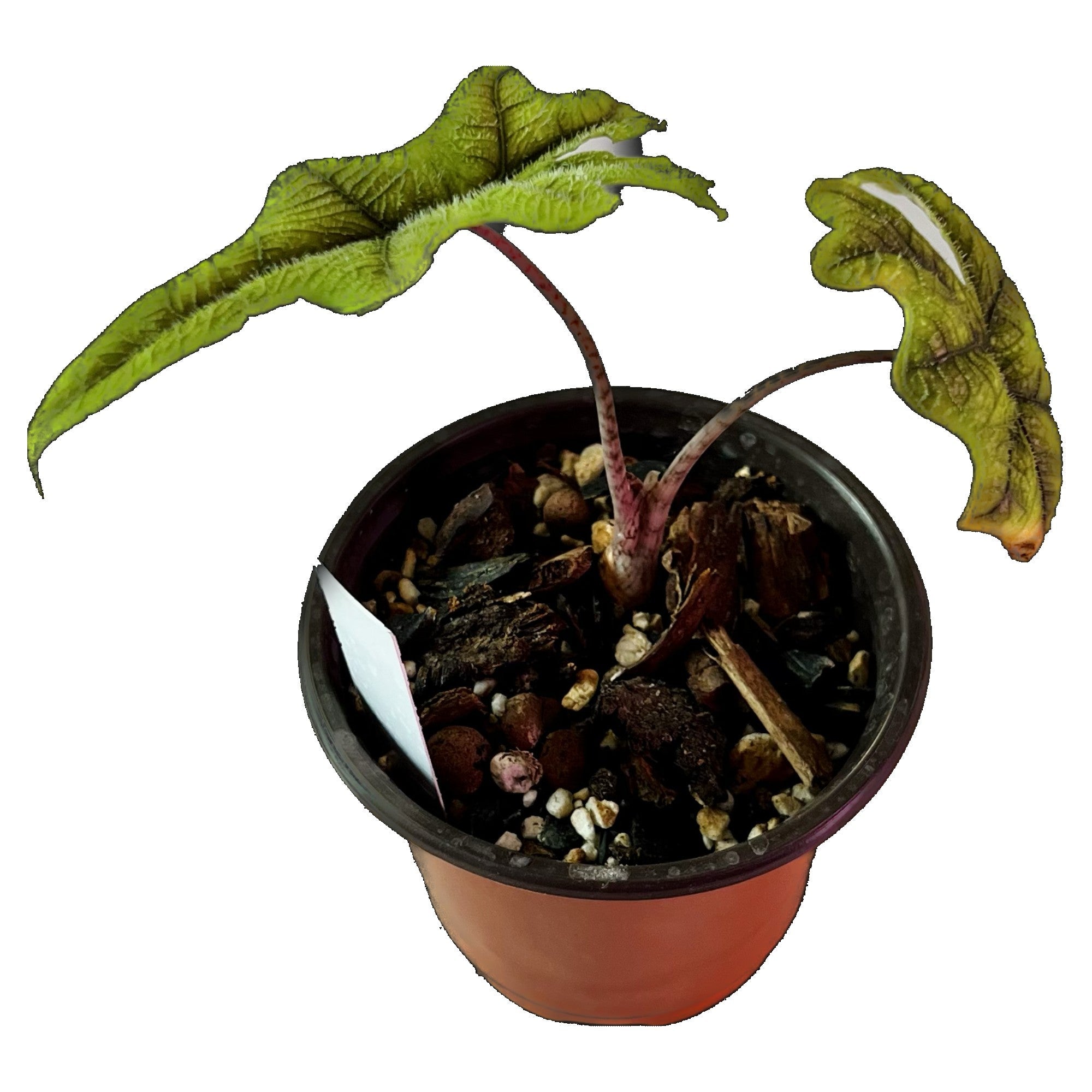 Alocasia Jacklyn in 4" pot