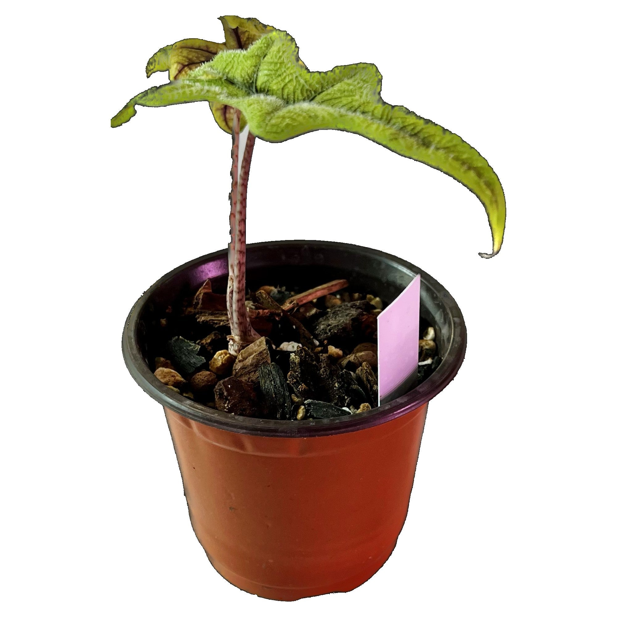 Alocasia Jacklyn in 4" pot