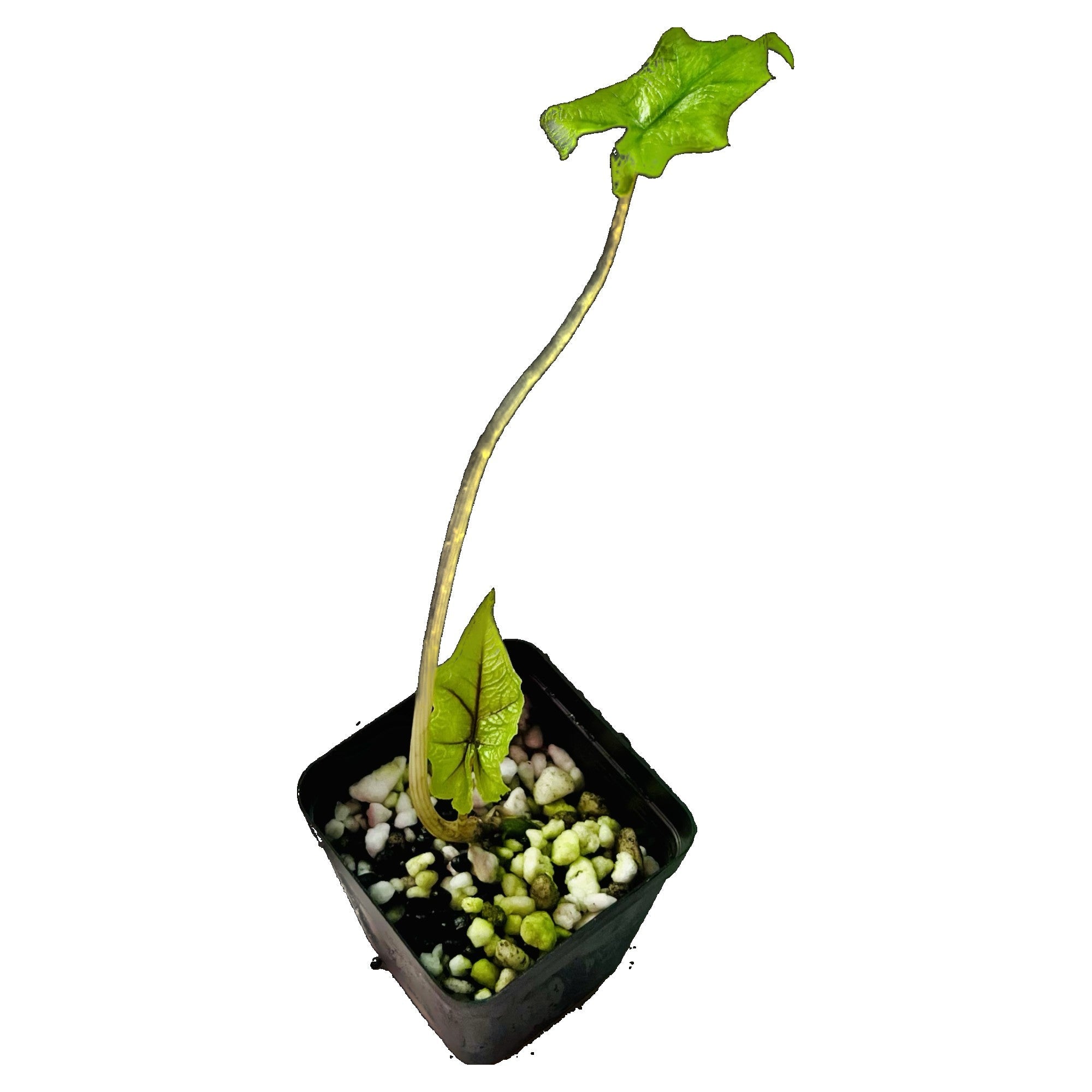 Alocasia Jacklyn in 2" pot
