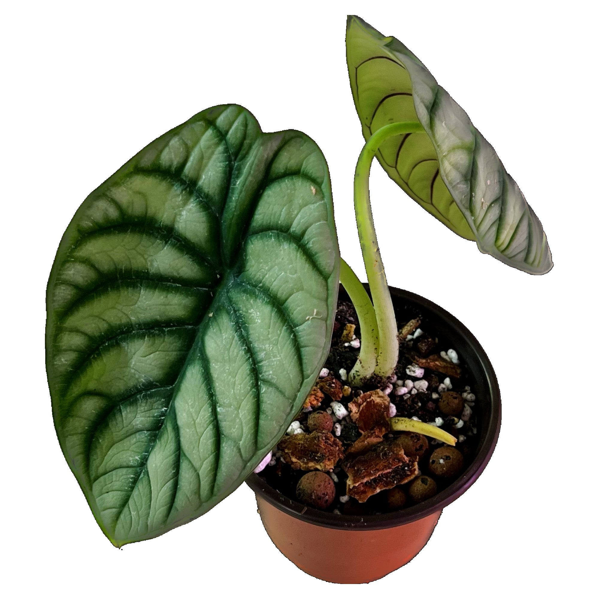 Alocasia Silver Dragon in 4" pot
