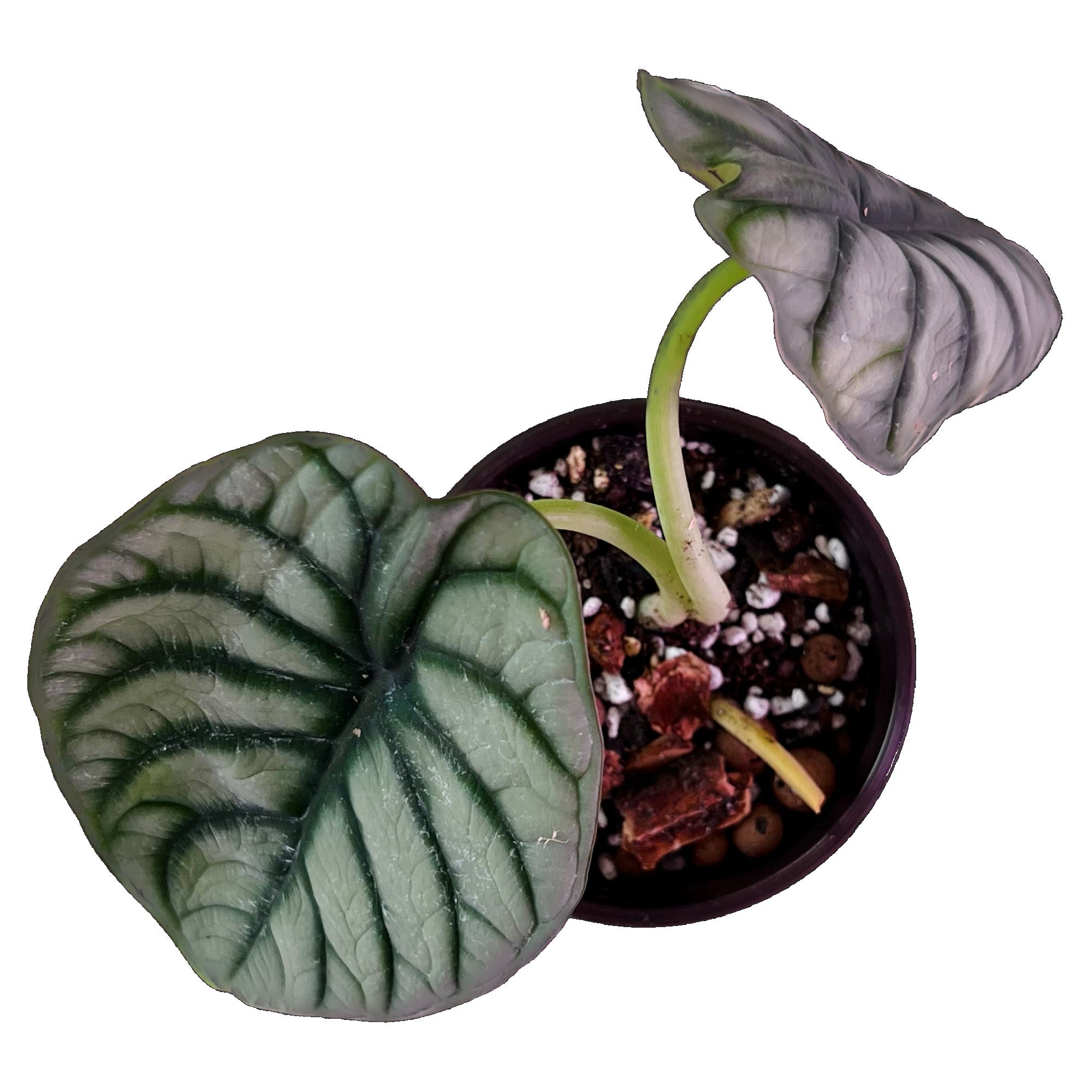 Alocasia Silver Dragon in 4" pot
