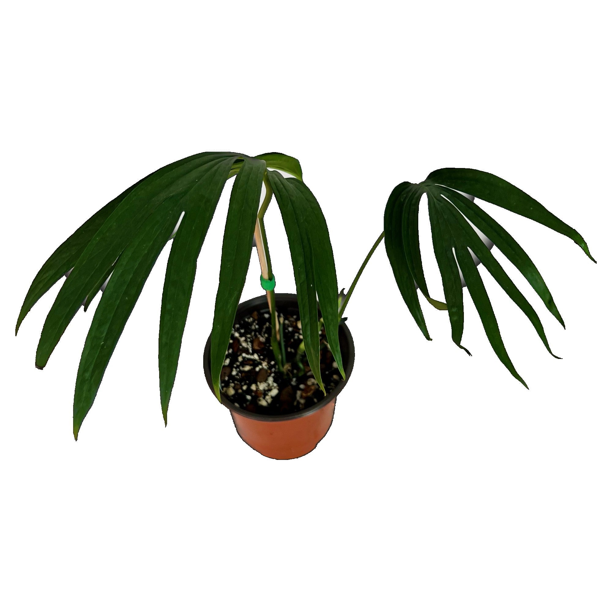 Amydrium Zippelianum in 6" pot
