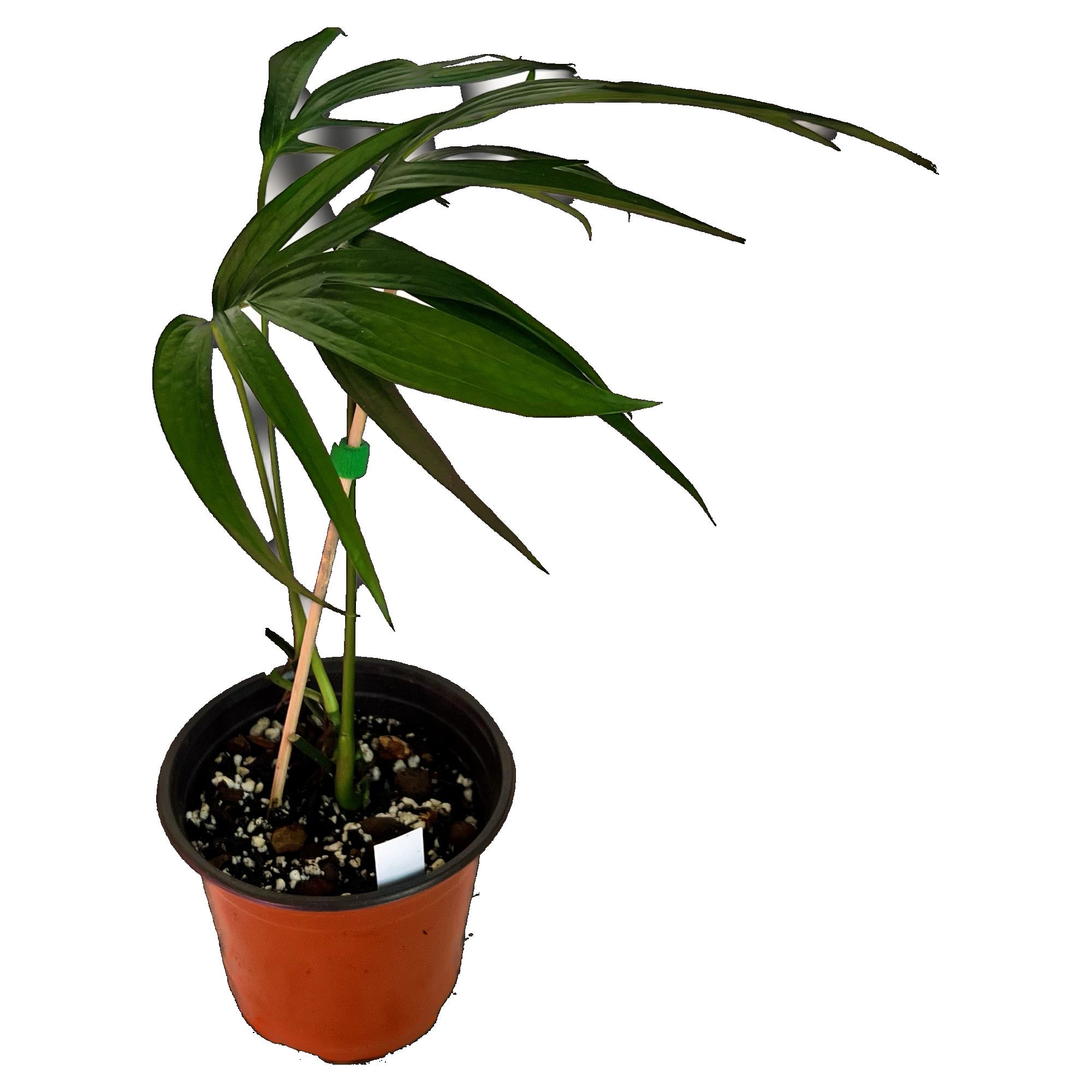 Amydrium Zippelianum in 6" pot