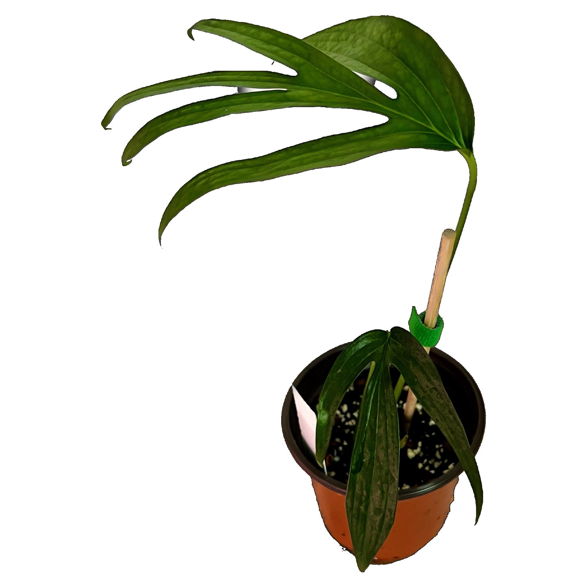 Amydrium Zippelianum in 4" pot