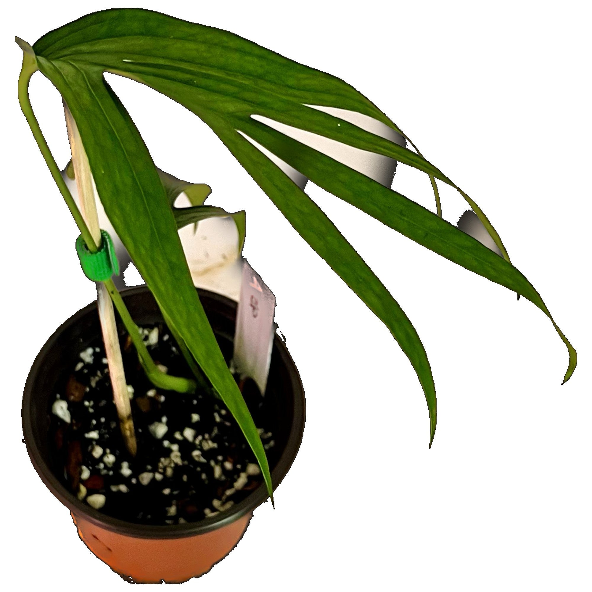 Amydrium Zippelianum in 4" pot