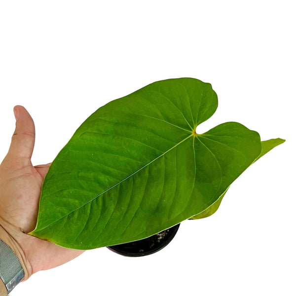 Anthurium Cirinoi "Agapornis" - Large Anthurium Cirinoi "Agapornis" - Large