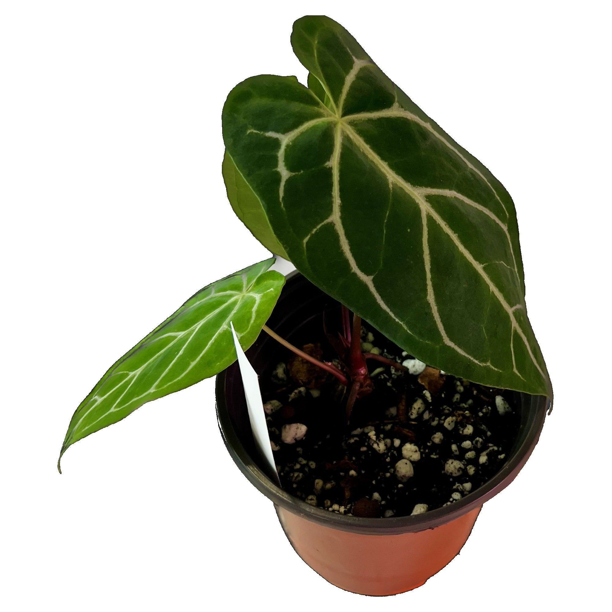 Anthurium Crystallinum in 4" pot