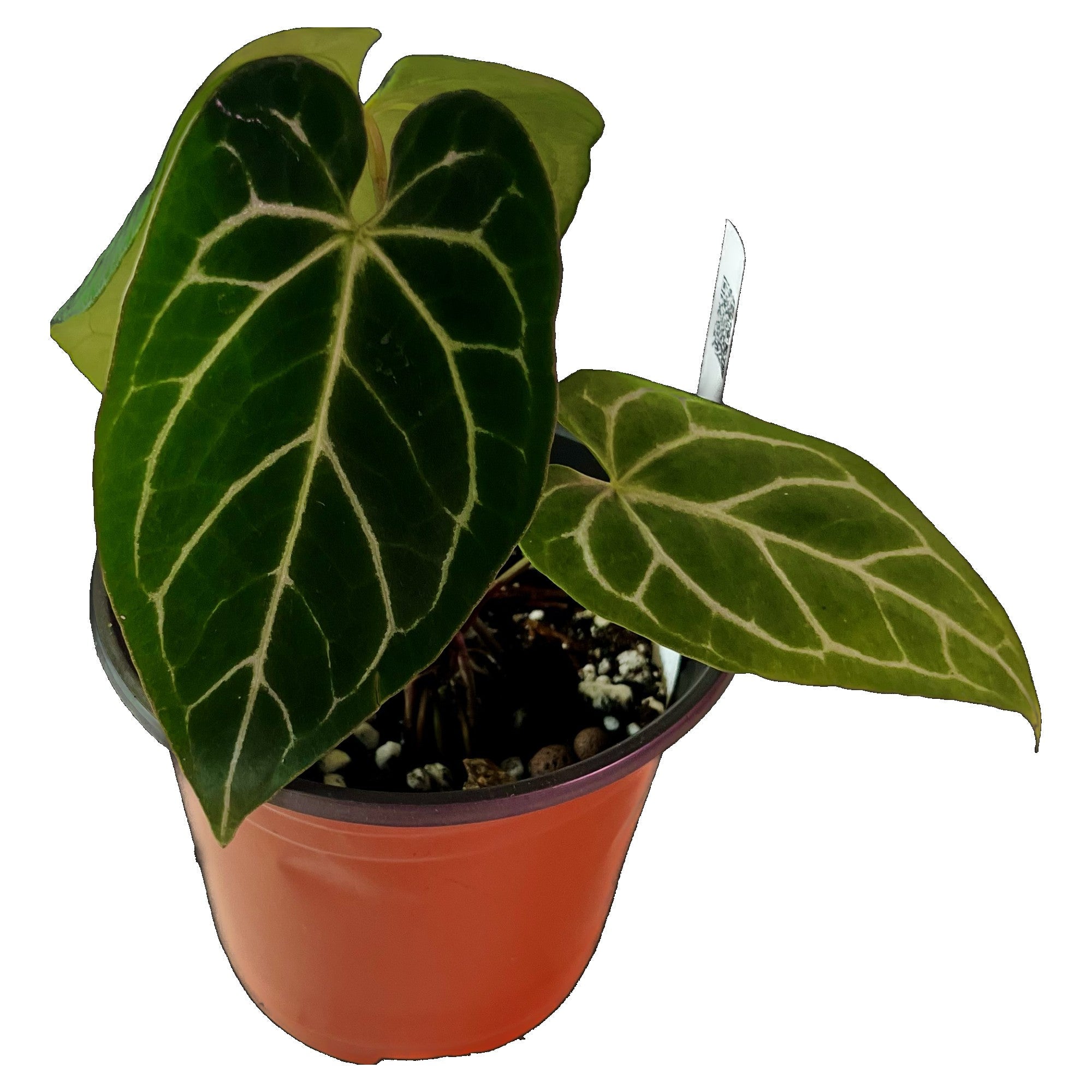 Anthurium Crystallinum in 4" pot