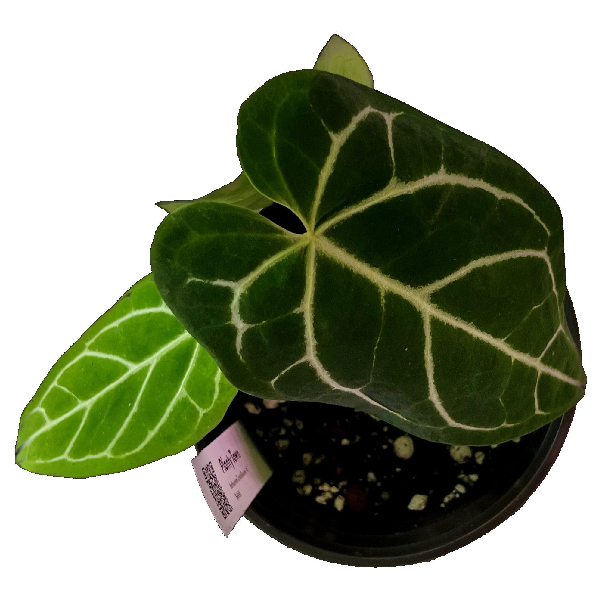 Anthurium Crystallinum in 4" pot