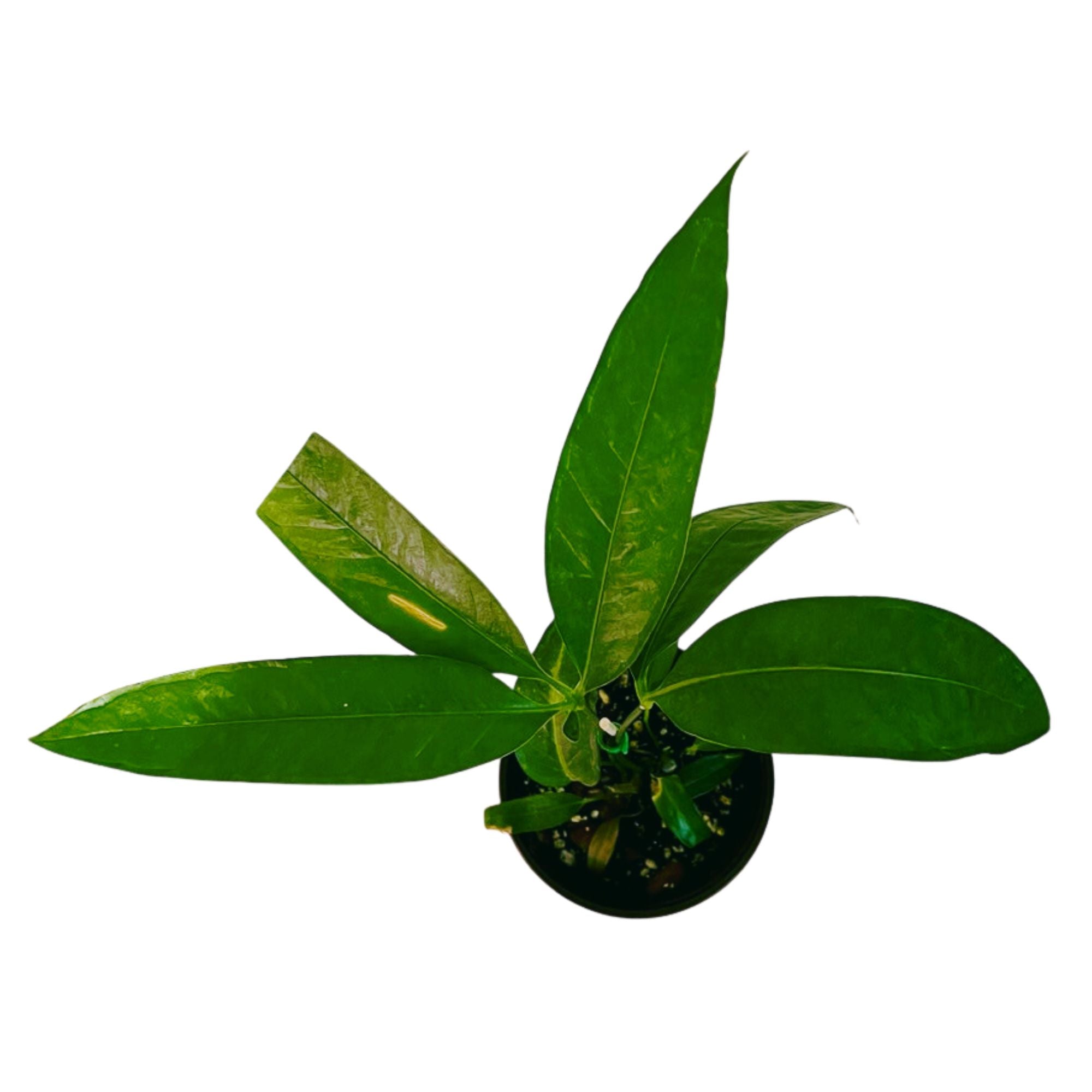 Anthurium Eminens in 6" pot