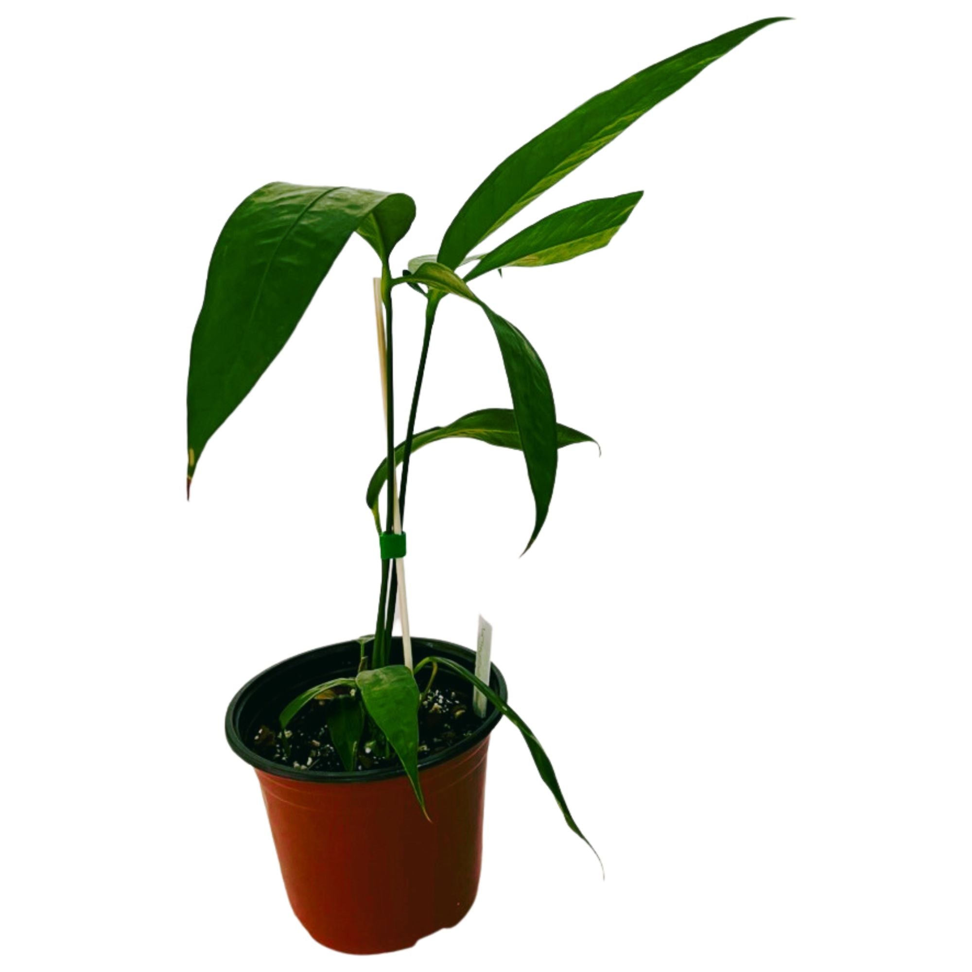 Anthurium Eminens in 6" pot