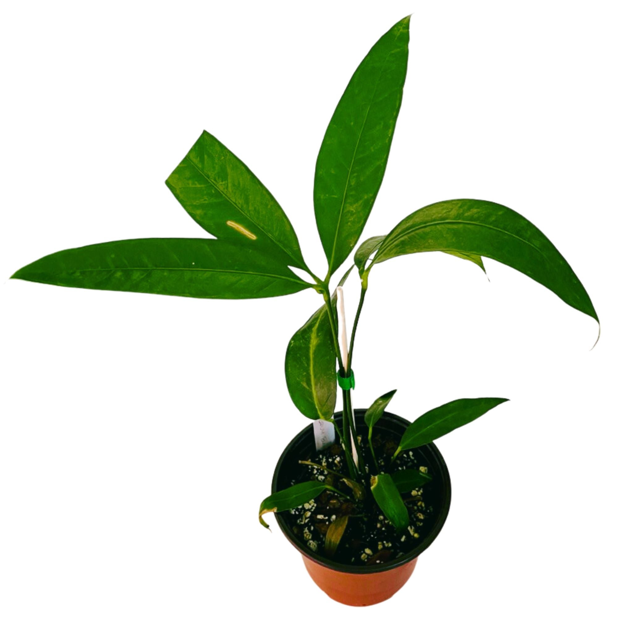 Anthurium Eminens in 6" pot