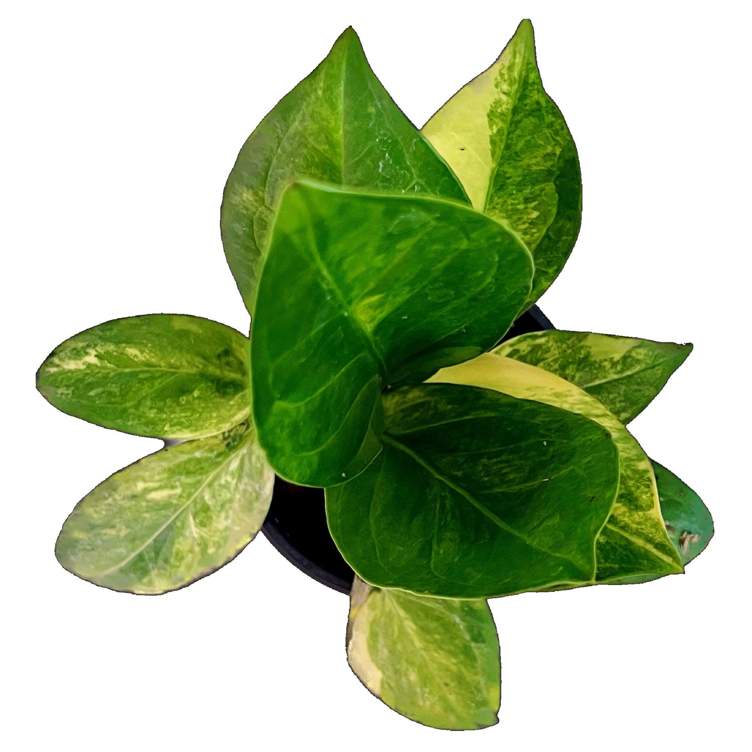 Anthurium Jenmanii Variegated in 4" pot