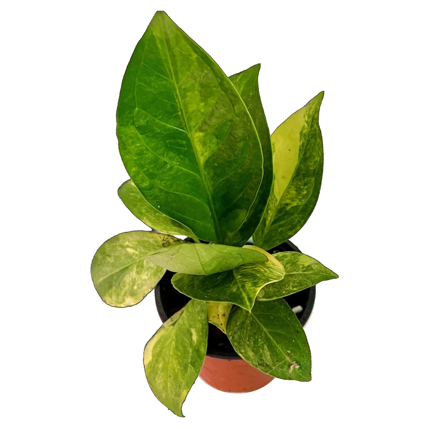 Anthurium Jenmanii Variegated in 4" pot