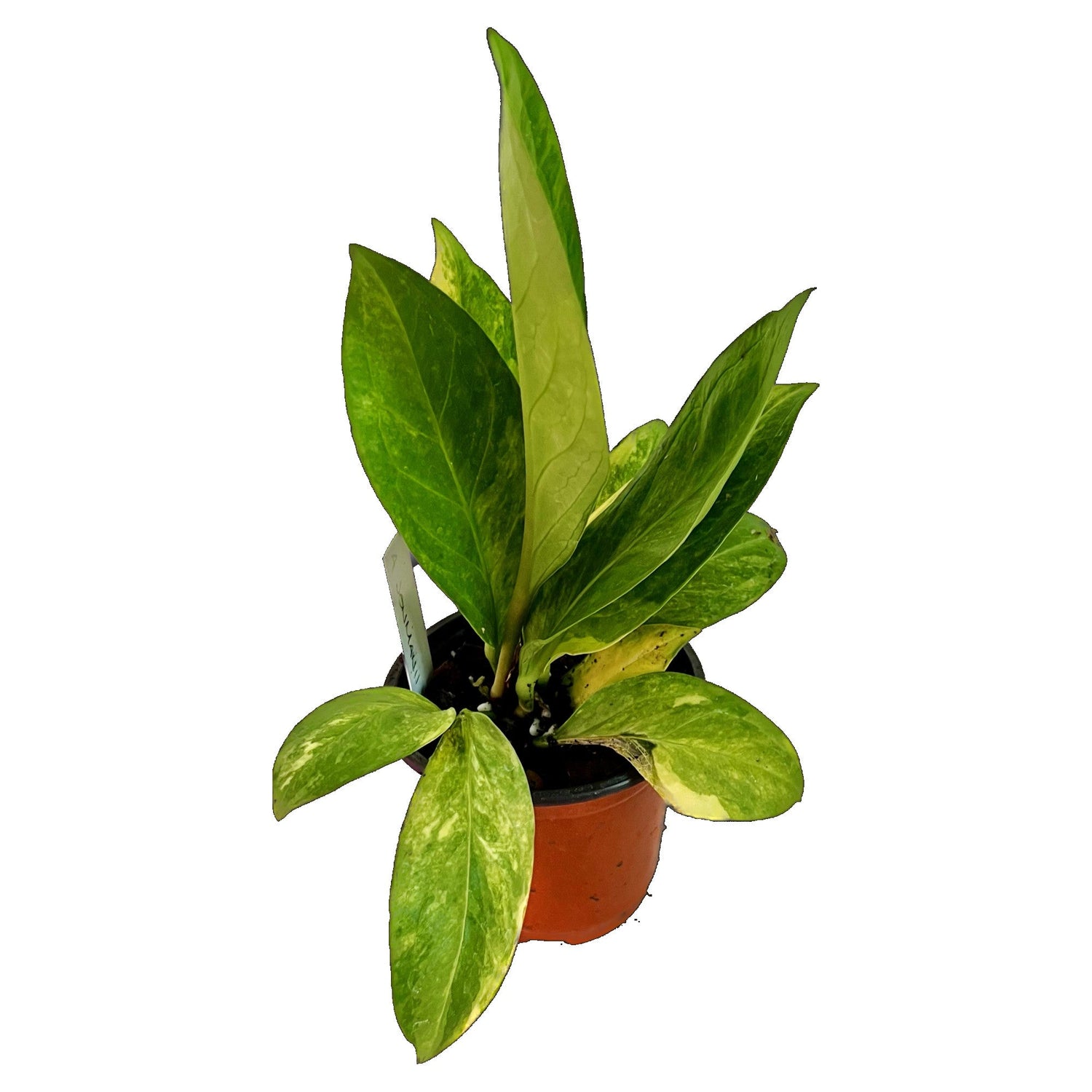 Anthurium Jenmanii Variegated in 4" pot