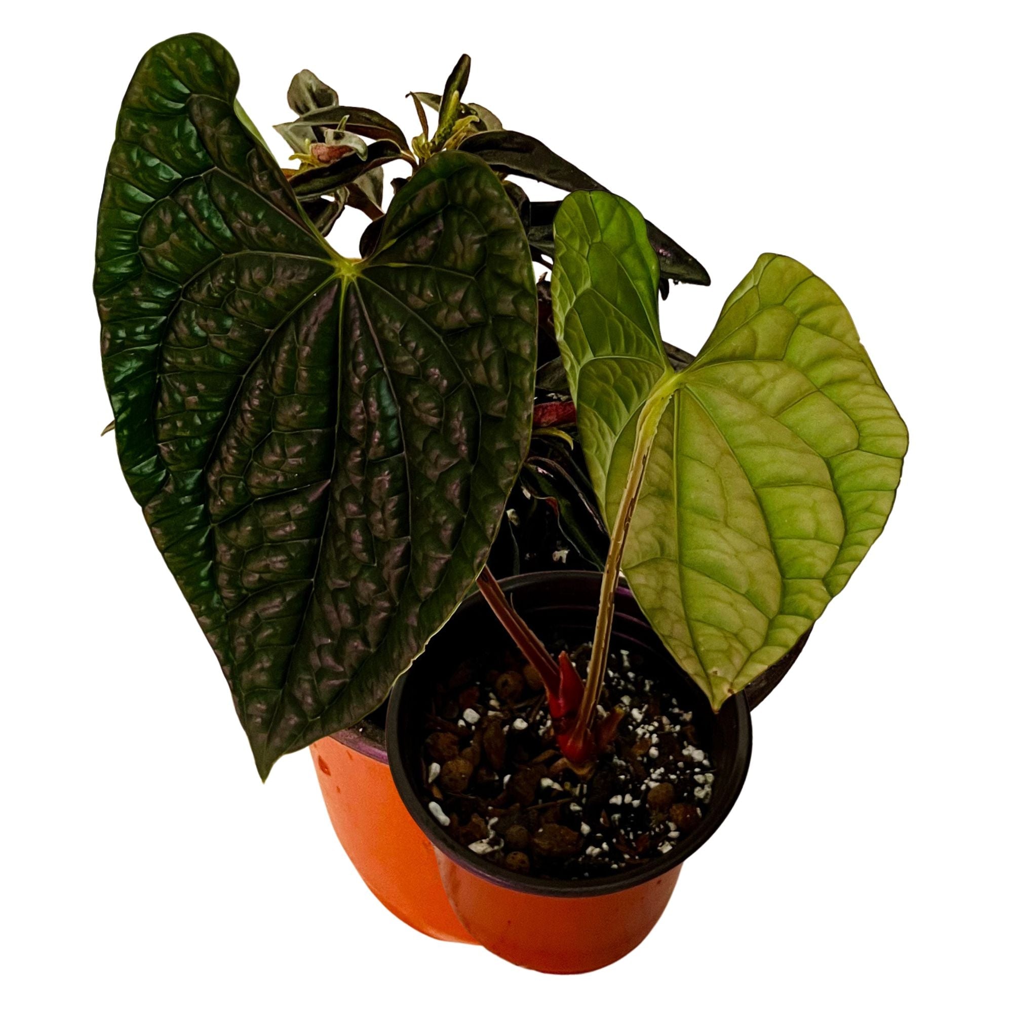 Anthurium Luxurians in 6" pot