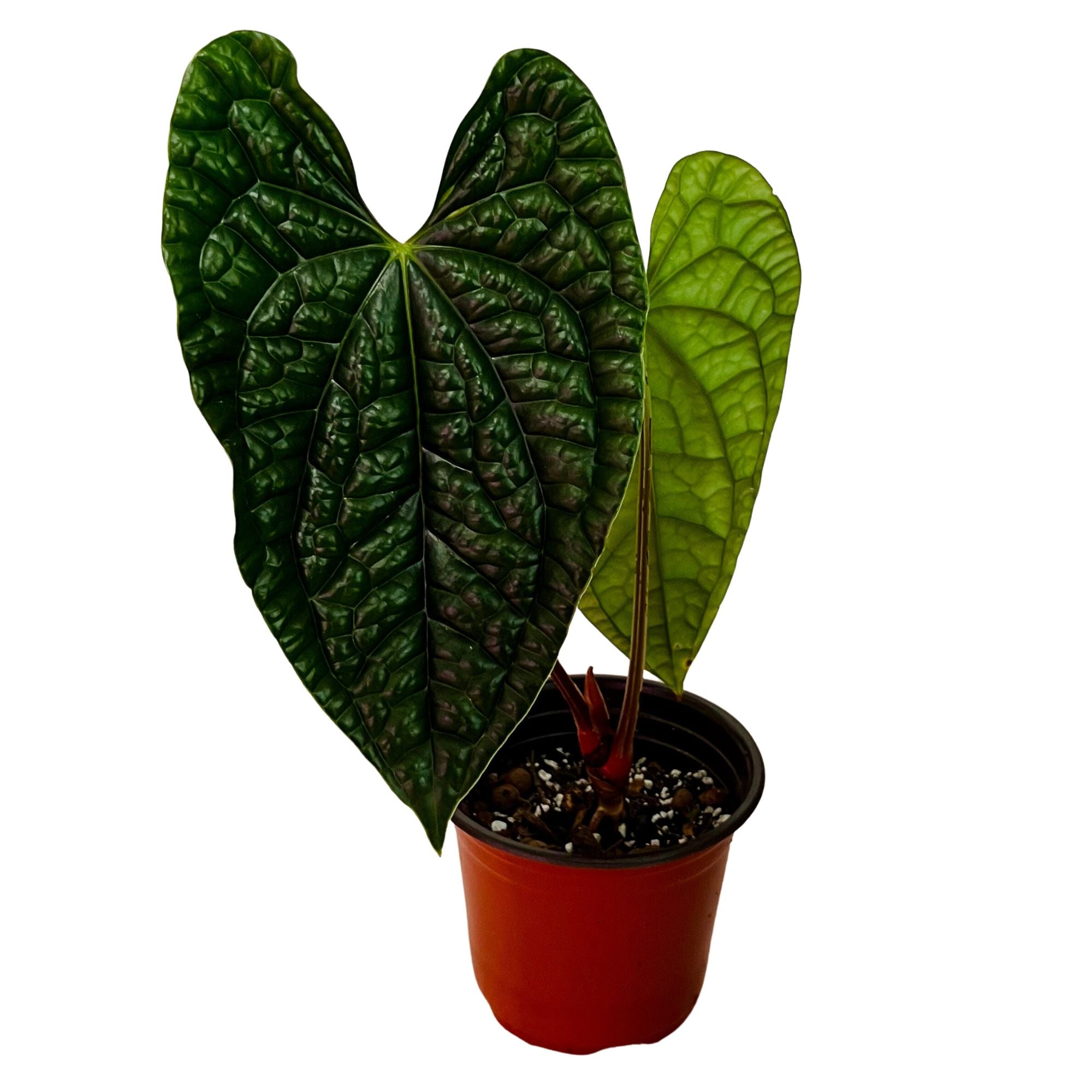 Anthurium Luxurians in 6" pot